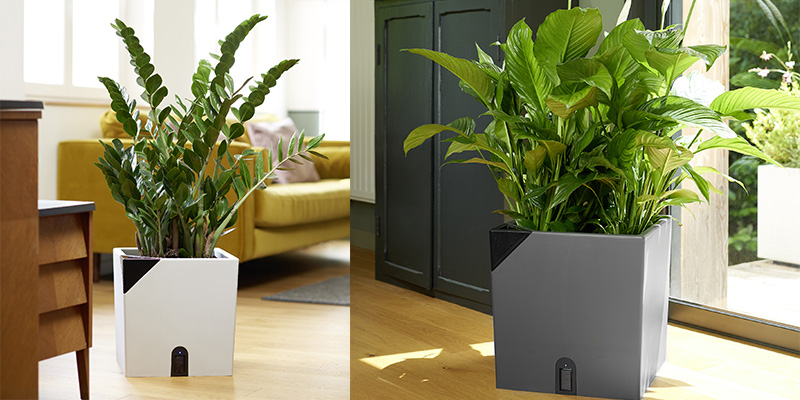 Le pot de fleurs d'intérieur Aqualight EDA au secours de votre plante verte  !