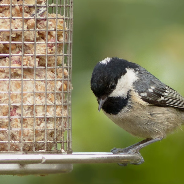 diy boule graisse oiseaux