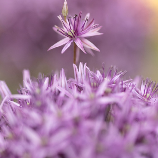 alliums