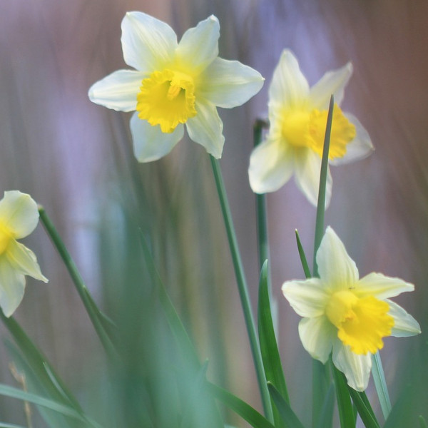 bulbes de narcisses automne