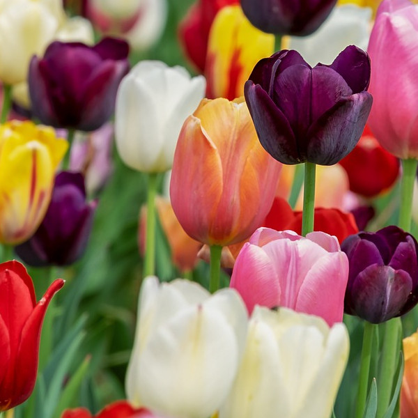 tulipes automnes bulbes