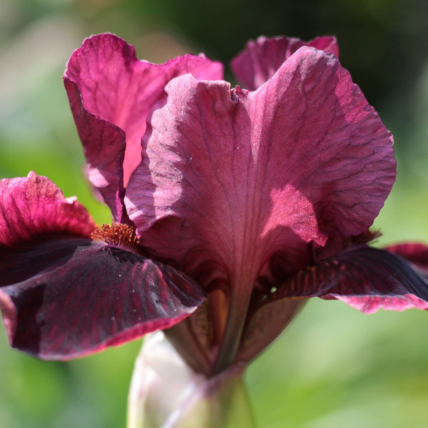 iris fleurs