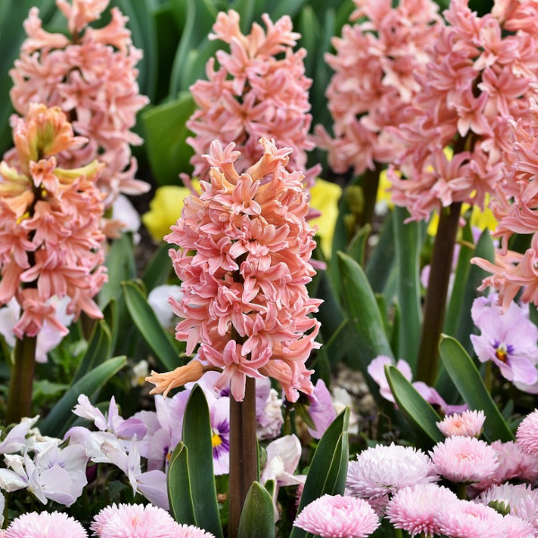 fleurs de jacinthes