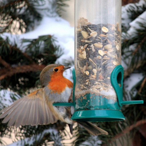 nourrir oiseaux hiver