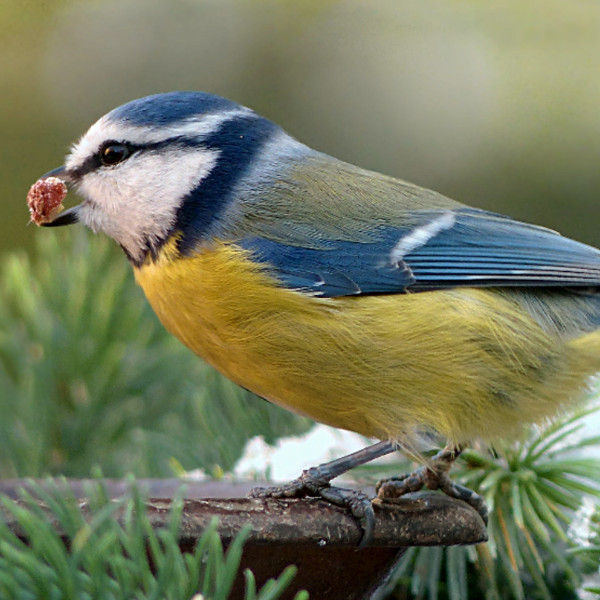 attirer et nourrir les oiseaux en hiver