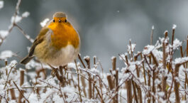 attirer et nourrir les oiseaux en hiver